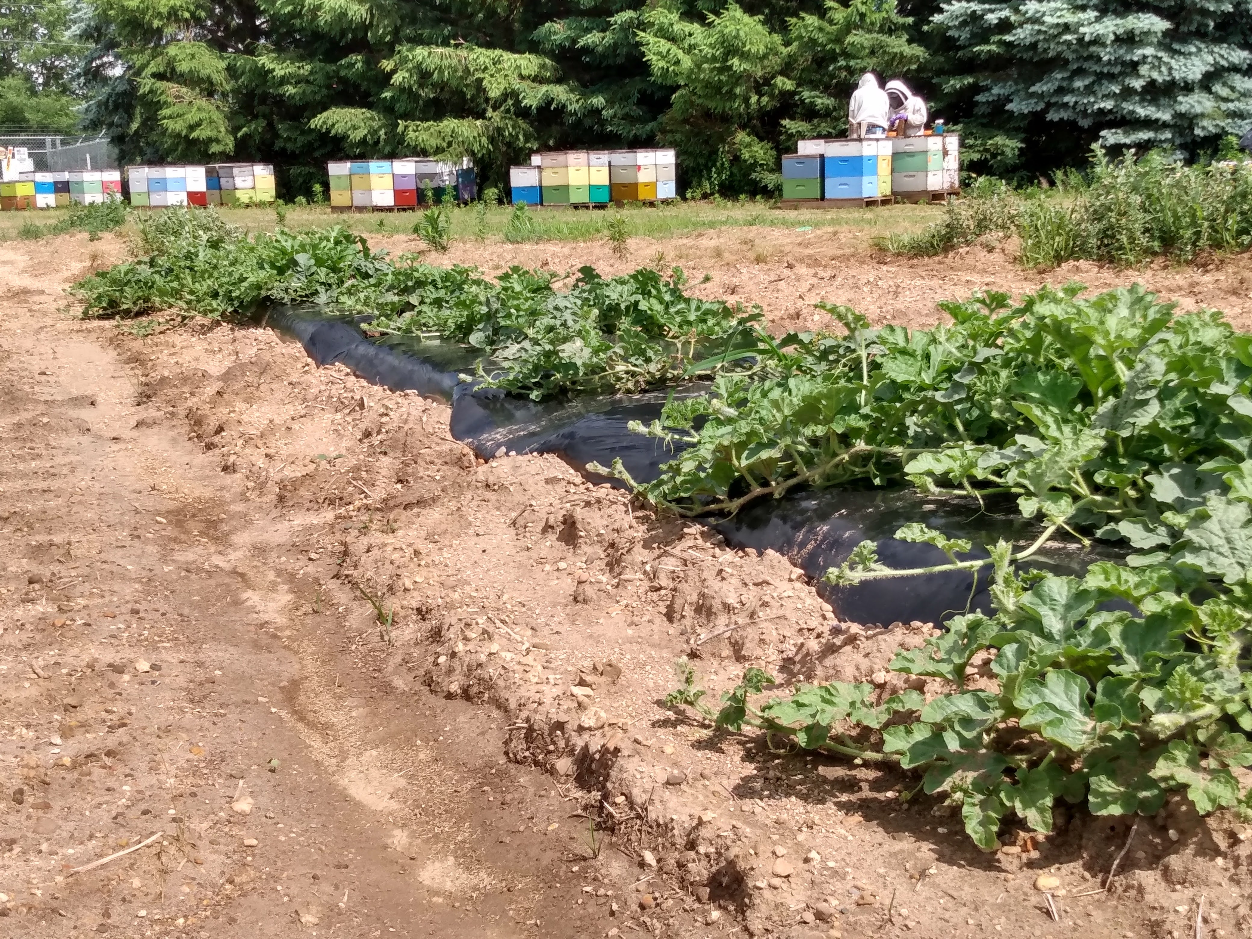 Photo of honey bee hives in a melon field